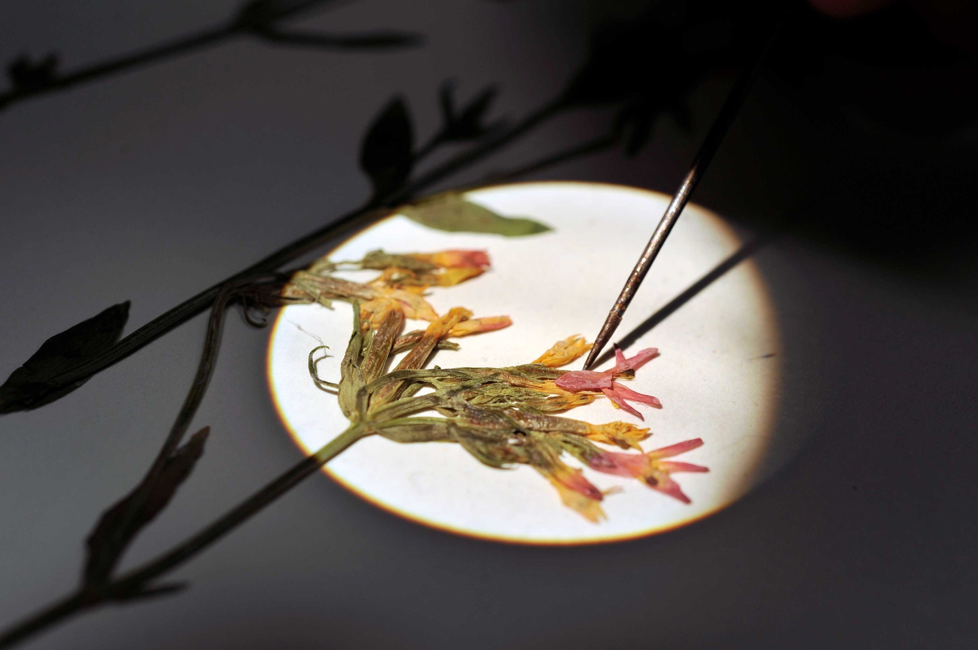 metal probe pointing at bloom of a pressed flower