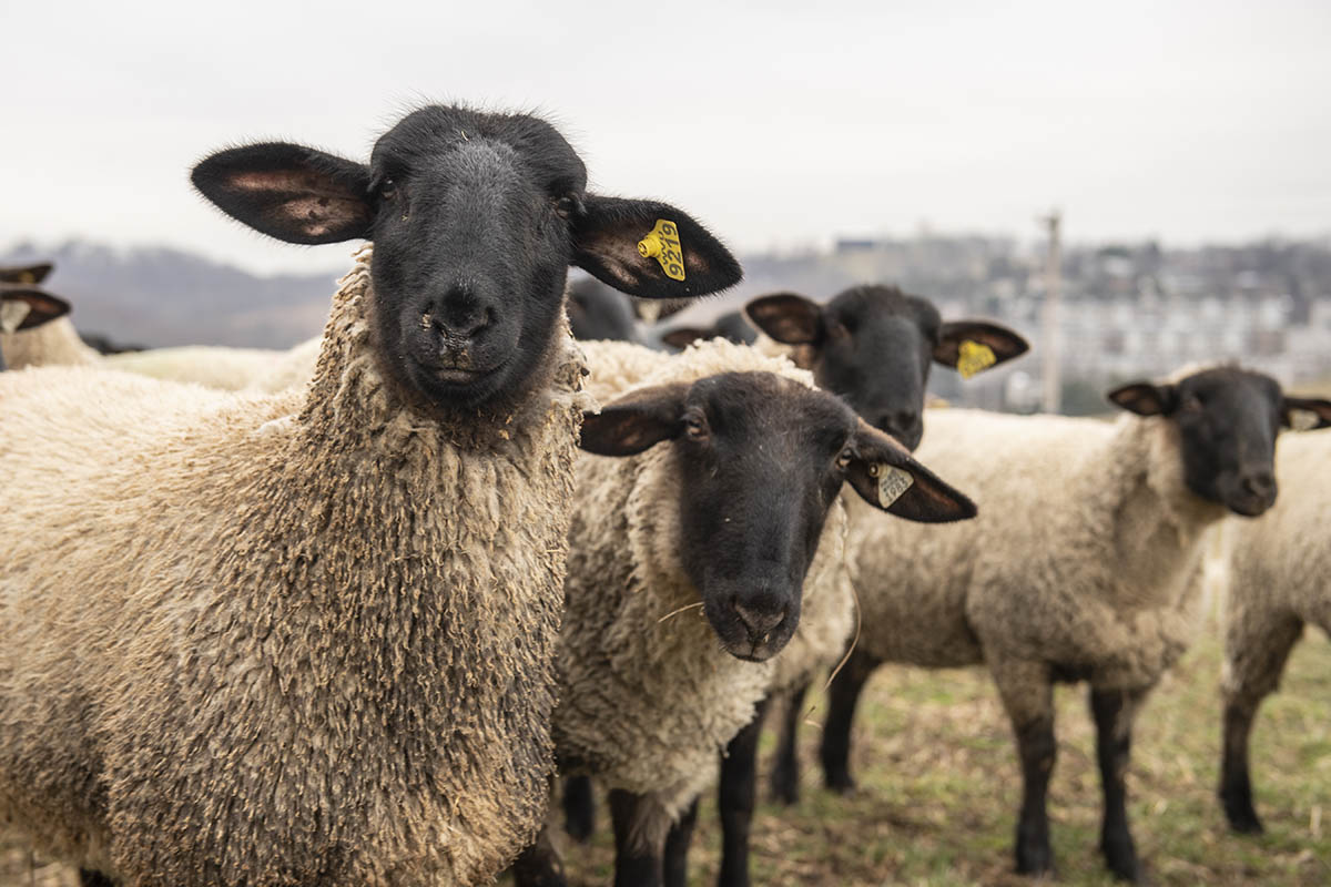 Group of sheep looking toward the camera