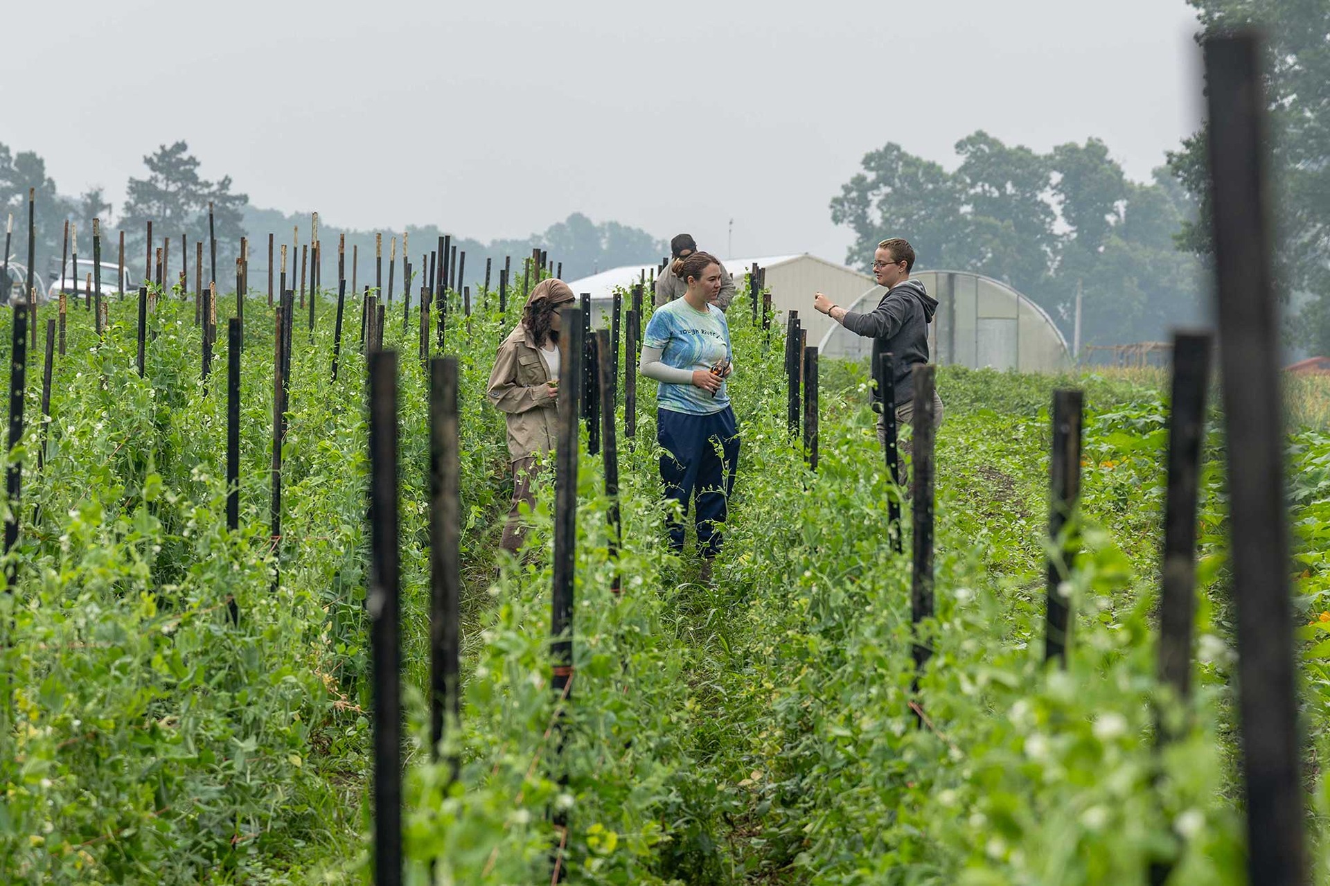 Interns working in the field at Organic Farm