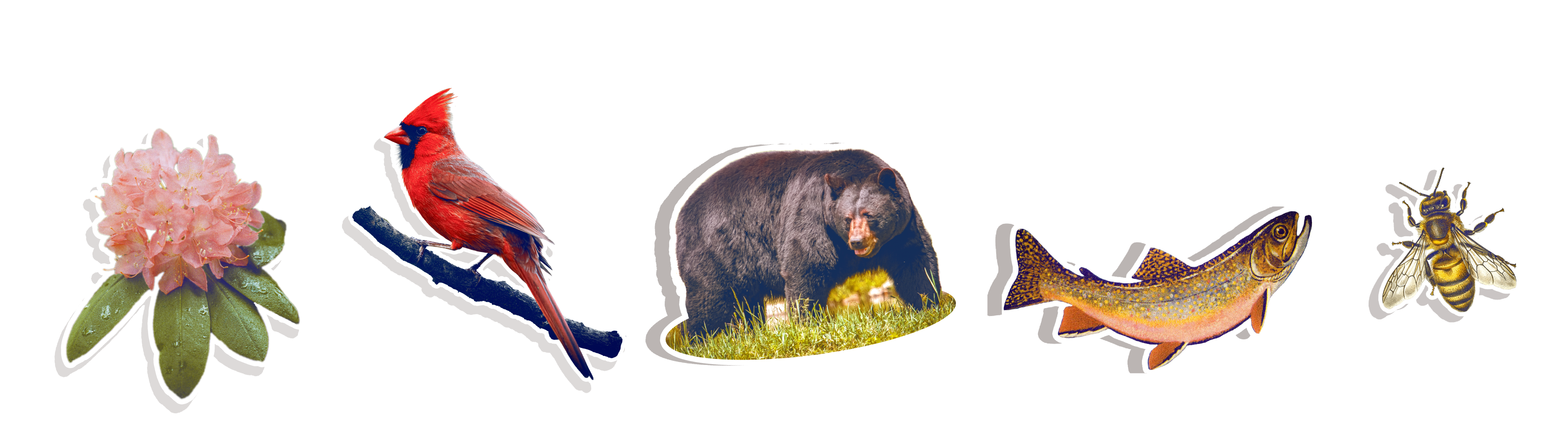 WVU stickers including the Rhododendron, Cardinal, Blackbear, Trout, Honey bee.